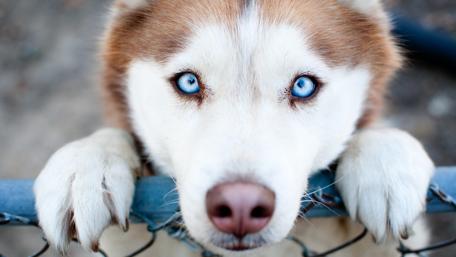 Captivating Husky Gaze in Ultra HD wallpaper