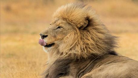 Majestic Lion Relaxing in the Savanna wallpaper