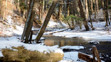 Winter Forest Serenity in New Jersey wallpaper