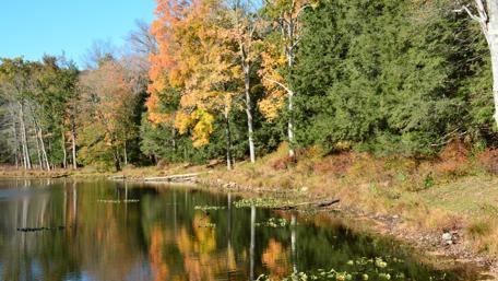 Autumn Serenity in New Jersey Woods wallpaper