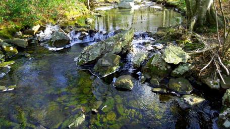 Tranquil River Serenity in New Jersey Woods wallpaper