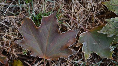 Frost-kissed Autumn Leaves Wallpaper wallpaper