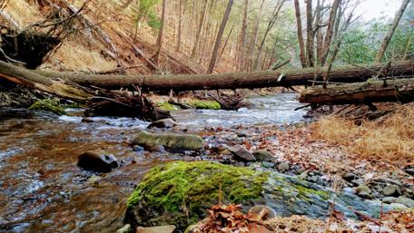 Serenity in Pennsylvania's Forests wallpaper