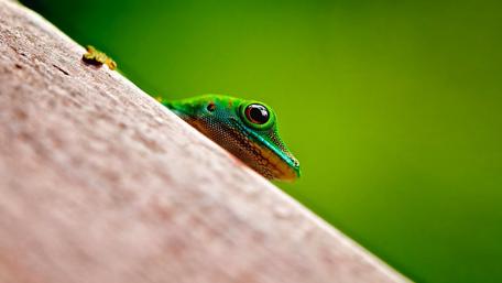 Charming Green Lizard Peeking Out from Nature wallpaper
