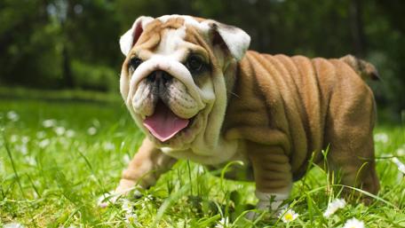 Joyful Bulldog Puppy Frolicking in the Grass wallpaper