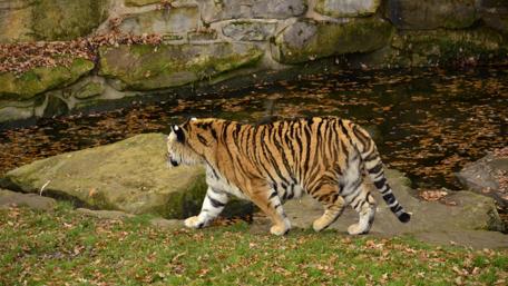 Majestic Tiger Walking by the Water's Edge wallpaper