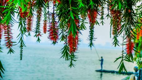Vibrant Blossoms by West Lake in Hanoi wallpaper
