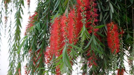 Vibrant Blossoms of Vietnam's Nature Showcase wallpaper