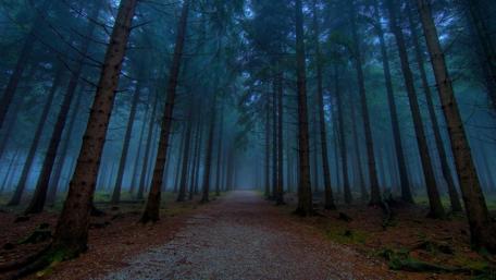 Misty Enigma of the Dark Forest wallpaper