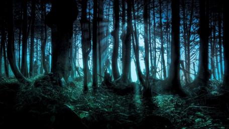 Mysterious Twilight Forest wallpaper
