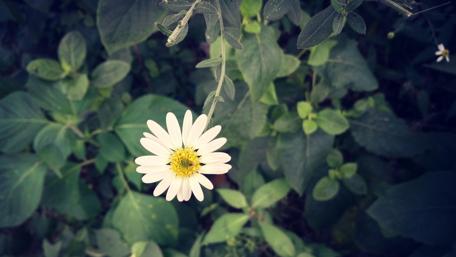 Delicate Daisy Among Lush Greenery wallpaper
