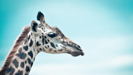 Majestic Giraffe Portrait in Serene Blue Sky wallpaper