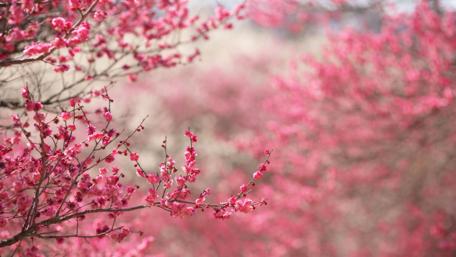 Spring Blossoms in Full Bloom wallpaper