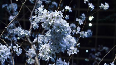 Elegant White Blossoms in Dark Background wallpaper