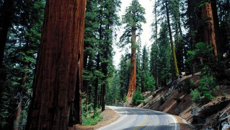 Majestic Trees Along the Serene Road wallpaper