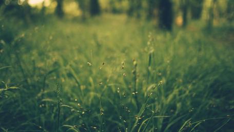 Lush Green Field Under Soft Light wallpaper
