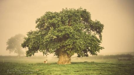 Ancient Majesty in Misty Morning Light wallpaper