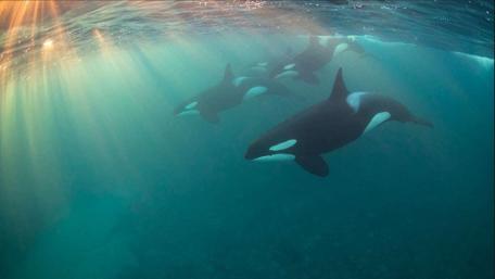 Ocean's Graceful Giants wallpaper