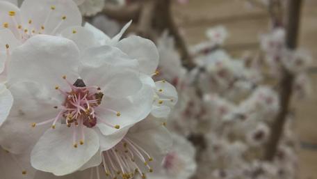 Delicate Blossoms in Soft Blooming Glory wallpaper