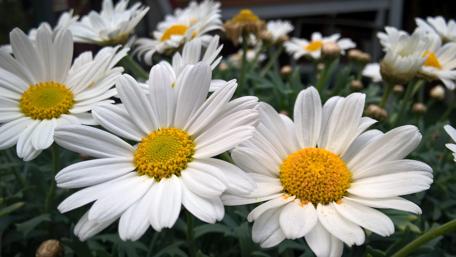 Beautiful White Daisies in Blooming Garden Scene wallpaper