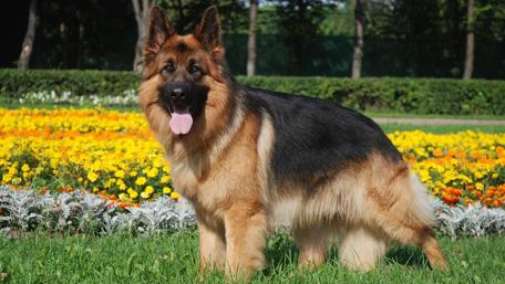 Joyful German Shepherd in a Colorful Garden Scene wallpaper