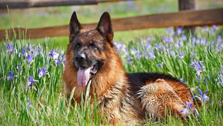 Majestic German Shepherd in a Flowering Garden wallpaper