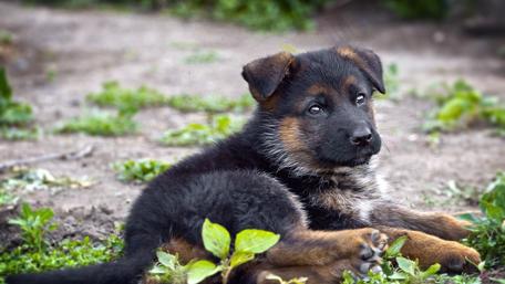 Adorable German Shepherd Puppy in Nature wallpaper