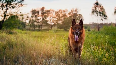 Majestic German Shepherd in a Sunny Field wallpaper