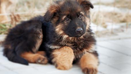 Adorable German Shepherd Puppy wallpaper