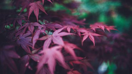 Burgundy Leaves in Tranquil Blur wallpaper