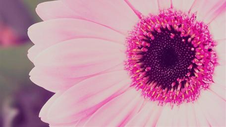 Vibrant Pink Gerbera Daisy Close-up wallpaper