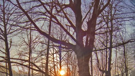 Serene Sunset Through Leafless Trees wallpaper