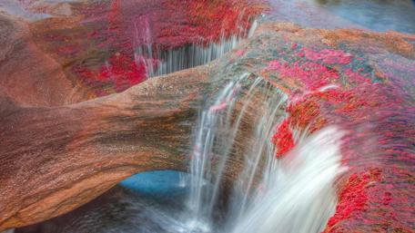 Cano Cristales: The River of Five Colors wallpaper