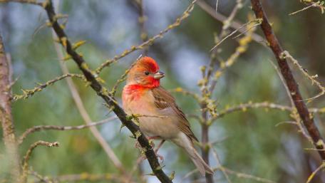 Vibrant Bird Among Twigs and Bushes wallpaper