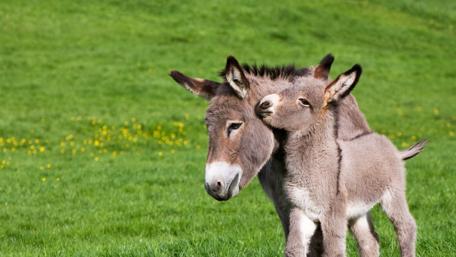 Adorable Donkeys in Sunny Meadow Embrace wallpaper