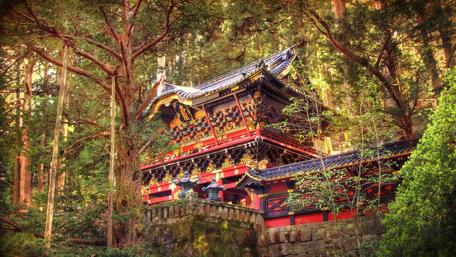 Serenity Among Ancient Trees in Nikko National Park wallpaper