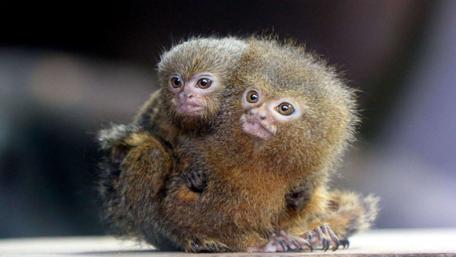 Tiny Pygmy Marmoset Duo wallpaper