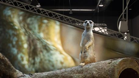 Charming Meerkat on a Log Among Nature's Wonders wallpaper