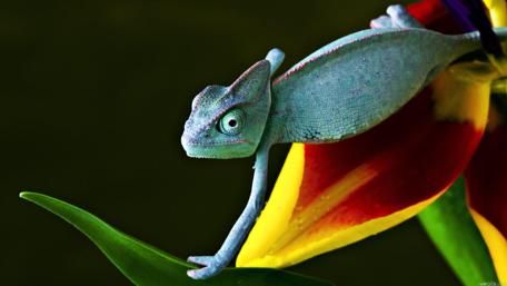 Vibrant Chameleon on Blooming Flower wallpaper