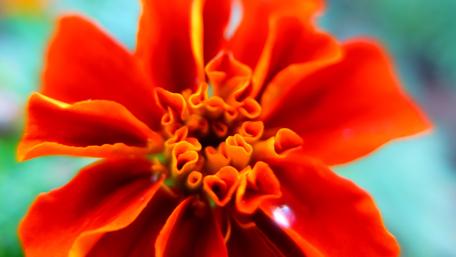 Vibrant Red Flower in Nature Scene wallpaper