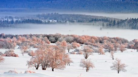 Misty Winter Forest Elegance wallpaper