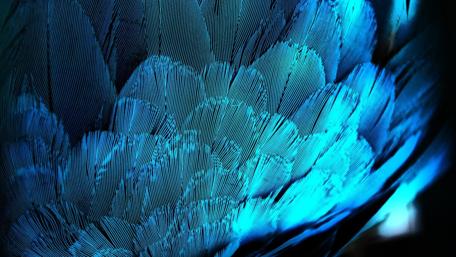 Blue Serenade of Feathers wallpaper