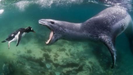 Majestic Hunt of the Leopard Seal wallpaper