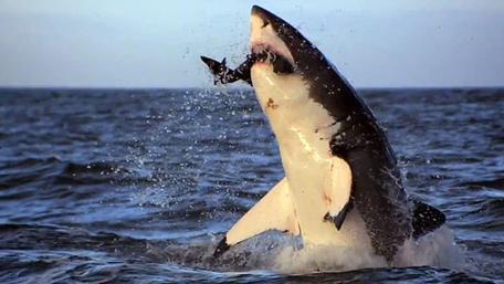 Majestic Shark in Action wallpaper
