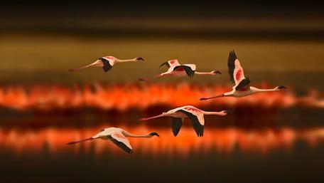 Flight of Flamingos at Dusk wallpaper