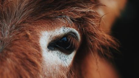 Horse's Gaze in Mesmeric Detail wallpaper