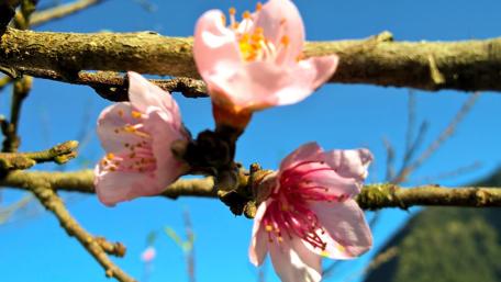 Delicate Blossoms against a Bright Sky wallpaper