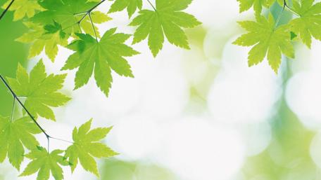 Refreshing Green Leaves in Nature's Embrace wallpaper