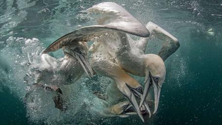 Diving Gannets in Ocean Ballet wallpaper