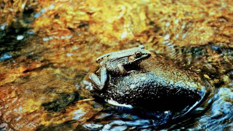 Enchanting Frog on a Rock by the Water wallpaper